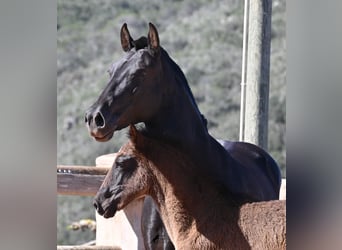 Minorquin, Jument, 7 Ans, 153 cm, Noir