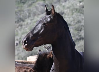 Minorquin, Jument, 7 Ans, 153 cm, Noir