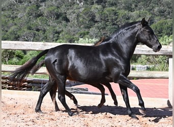 Minorquin, Jument, 7 Ans, 153 cm, Noir