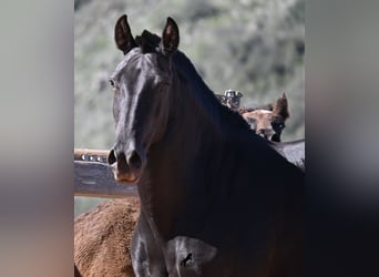 Minorquin, Jument, 7 Ans, 153 cm, Noir