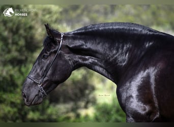 Minorquin, Jument, 7 Ans, 168 cm, Noir