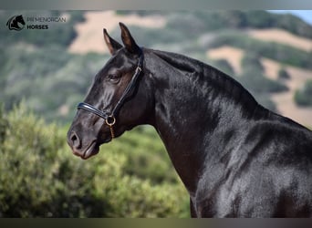 Minorquin, Jument, 8 Ans, 152 cm, Noir