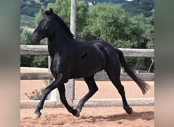 Minorquin, Jument, 8 Ans, 160 cm, Noir Minorquin, Jument, 8 Ans, 160 cm, Noir