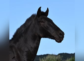 Minorquin, Jument, 8 Ans, 160 cm, Noir Minorquin, Jument, 8 Ans, 160 cm, Noir