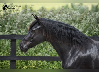 Minorquin, Jument, 8 Ans, 160 cm, Noir