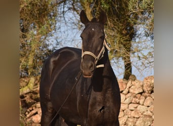 Minorquin, Jument, 8 Ans, 160 cm, Noir