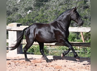 Minorquin, Jument, 8 Ans, 160 cm, Noir