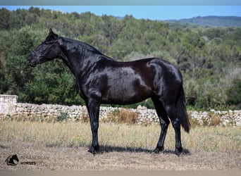 Minorquin, Jument, 8 Ans, 168 cm, Noir