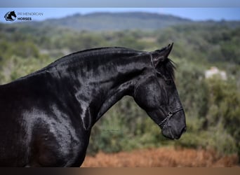 Minorquin, Jument, 8 Ans, 168 cm, Noir