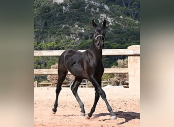 Minorquin, Jument, Poulain (02/2026), 160 cm, Noir