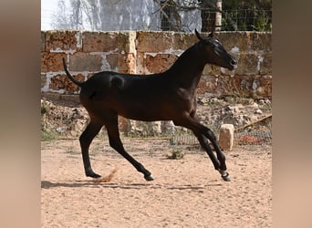 Minorquin, Jument, Poulain (03/2025), 160 cm, Noir