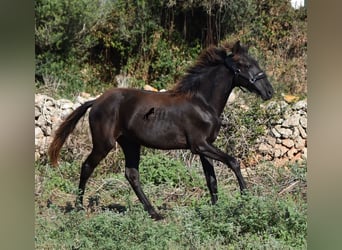 Minorquin, Jument, Poulain (02/2023), 160 cm, Noir