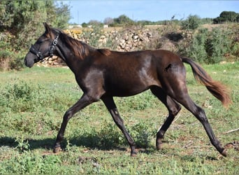 Minorquin, Jument, Poulain (02/2023), 160 cm, Noir