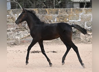 Minorquin, Jument, , 162 cm, Noir