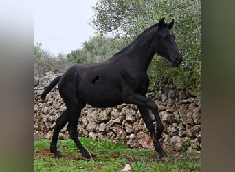 Minorquin, Jument, Poulain (02/2025), 163 cm, Noir
