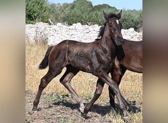 Minorquin, Jument, , 165 cm, Noir