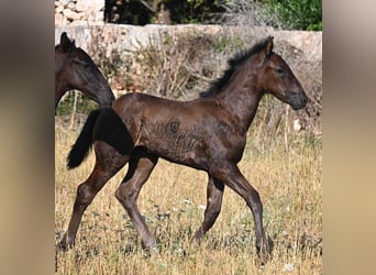 Minorquin, Jument, , 165 cm, Noir