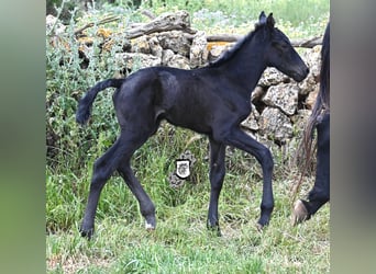 Minorquin, Jument, , 165 cm, Noir