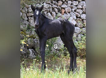 Minorquin, Jument, , 165 cm, Noir