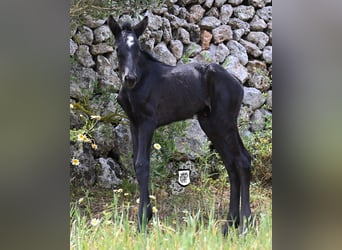 Minorquin, Jument, , 165 cm, Noir