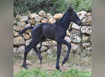 Minorquin, Jument, , 165 cm, Noir