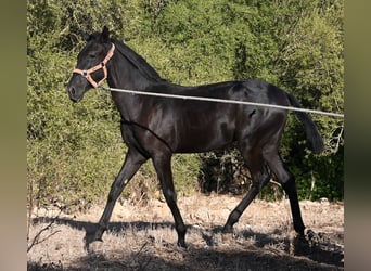 Minorquin, Jument, Poulain (02/2026), 170 cm, Noir