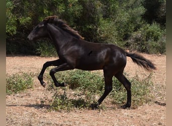 Minorquin, Jument, Poulain (02/2023), Noir