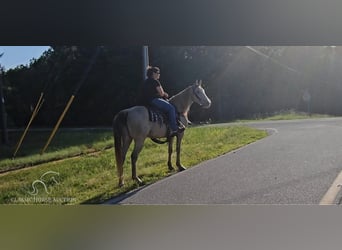 Missouri Fox Trotter, Klacz, 11 lat, 142 cm, Szampańska