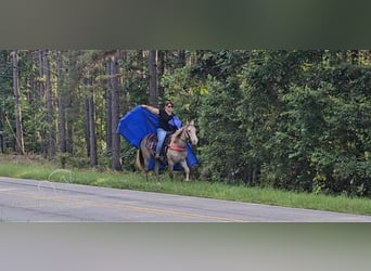 Missouri Fox Trotter, Klacz, 11 lat, 142 cm, Szampańska