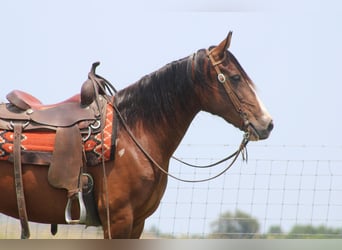 Missouri Fox Trotter, Klacz, 11 lat, 155 cm, Gniada