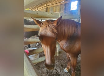 Missouri Fox Trotter, Klacz, 12 lat, 152 cm, Ciemnokasztanowata