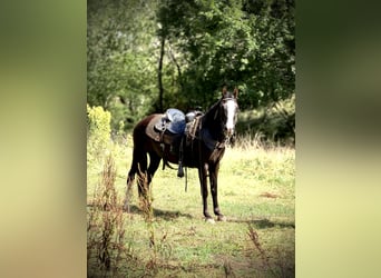 Missouri Fox Trotter, Klacz, 13 lat, 142 cm, Sabino