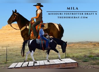 Missouri Fox Trotter Mix, Klacz, 13 lat, 155 cm, Tobiano wszelkich maści