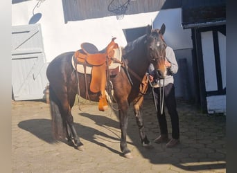 Missouri Fox Trotter, Klacz, 20 lat, 152 cm, Gniada