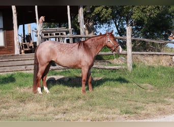 Missouri Fox Trotter, Klacz, 4 lat, 135 cm, Kasztanowatodereszowata