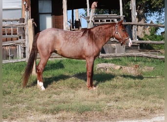 Missouri Fox Trotter, Klacz, 4 lat, 135 cm, Kasztanowatodereszowata