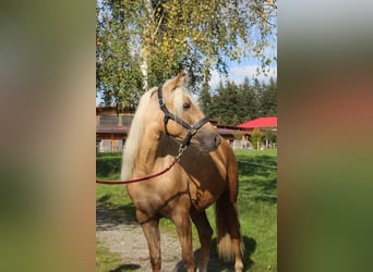 Missouri Fox Trotter, Klacz, 5 lat, 150 cm, Izabelowata