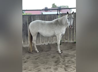 Missouri Fox Trotter, Klacz, 5 lat, 151 cm, Szampańska