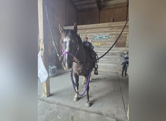 Missouri Fox Trotter, Klacz, 8 lat, 142 cm, Kara
