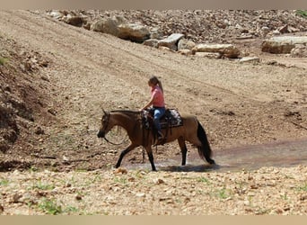 Missouri Fox Trotter, Klacz, 8 lat, 150 cm, Jelenia