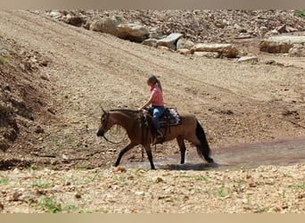 Missouri Fox Trotter, Klacz, 8 lat, 150 cm, Jelenia