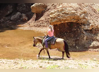 Missouri Fox Trotter, Klacz, 8 lat, 150 cm, Jelenia
