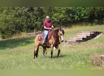 Missouri Fox Trotter, Klacz, 8 lat, 150 cm, Jelenia