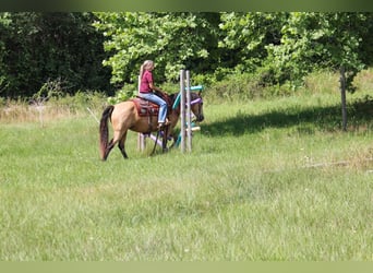 Missouri Fox Trotter, Klacz, 8 lat, 150 cm, Jelenia