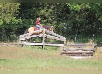 Missouri Fox Trotter, Klacz, 8 lat, 150 cm, Jelenia