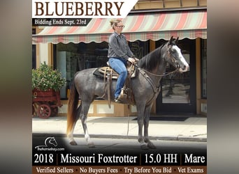 Missouri Fox Trotter, Klacz, 8 lat, 152 cm, Karodereszowata