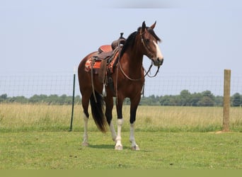 Missouri Fox Trotter, Klacz, 9 lat, 155 cm, Gniada