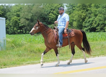 Missouri Fox Trotter, Klacz, 9 lat, 155 cm, Gniada