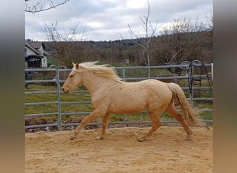 Missouri Fox Trotter, Ogier, 3 lat, 152 cm, Izabelowata