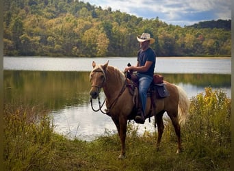 Missouri Fox Trotter, Wałach, 10 lat, 155 cm, Izabelowata